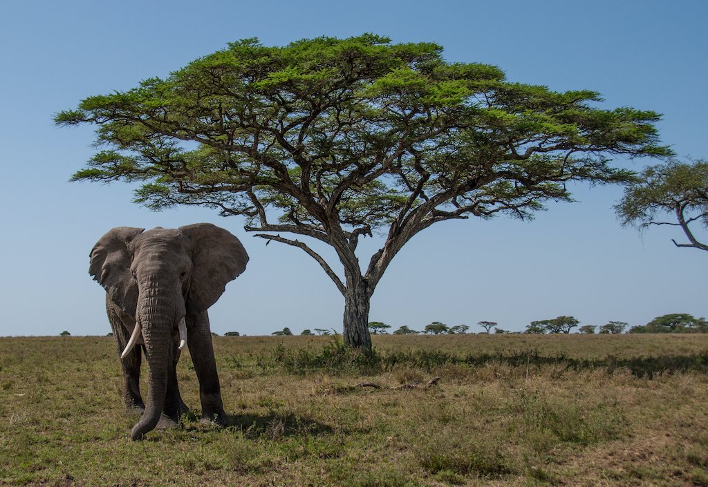 An elephant on a Tanzanian expedition