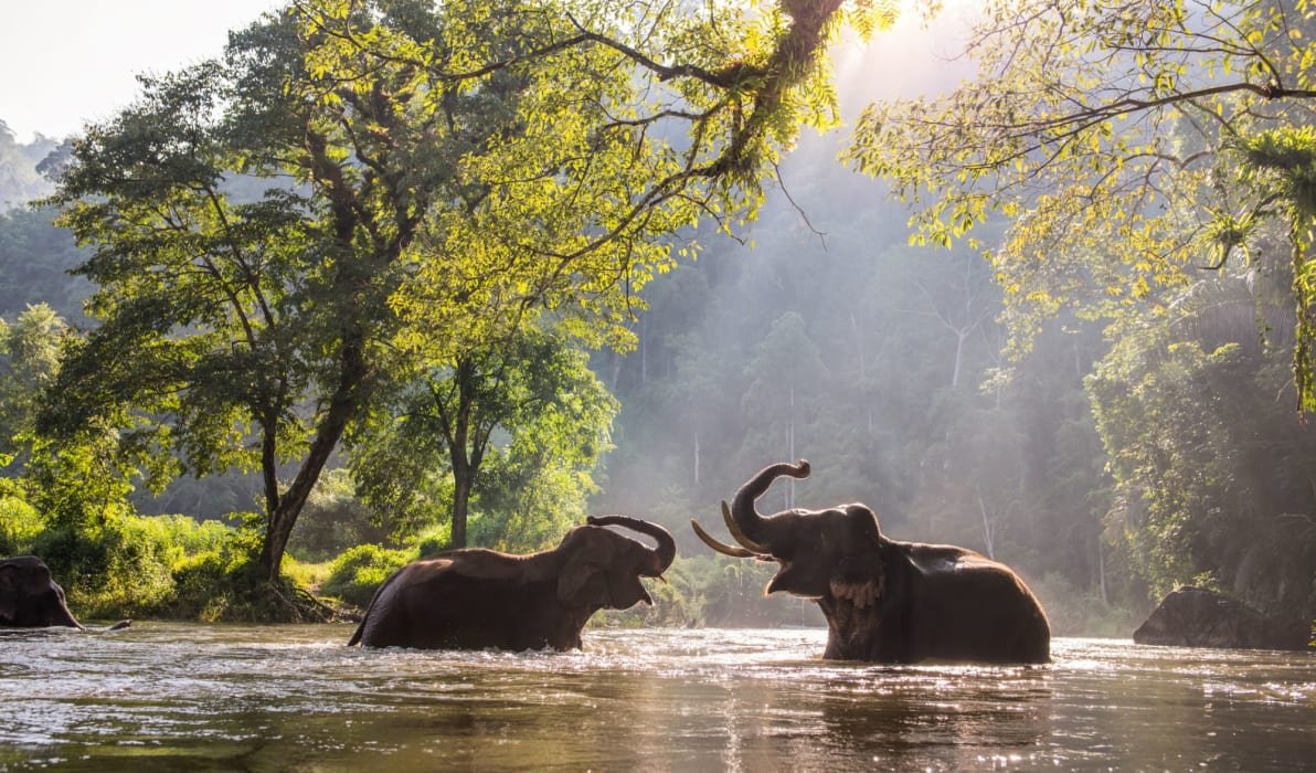 Elephants in northern Thailand