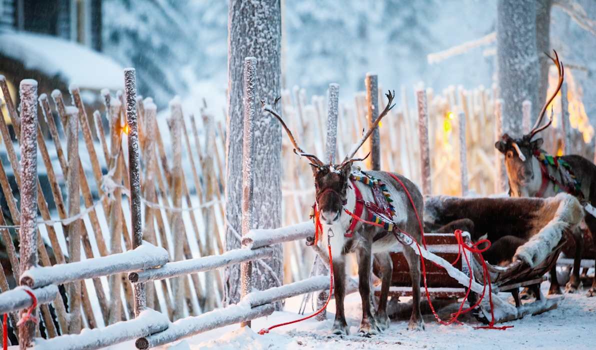 Reindeer sleigh in Finland