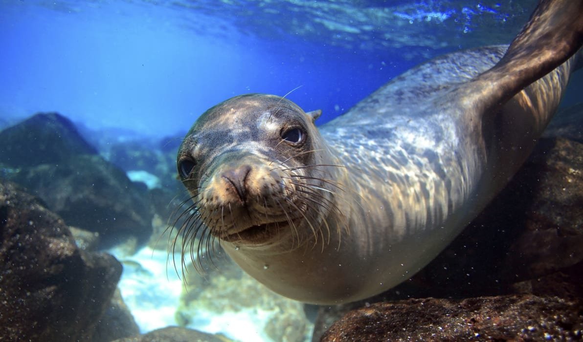 A Galapagos sea lion